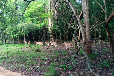 Wildlife-Erlebnis im Minneriya National Park Safari