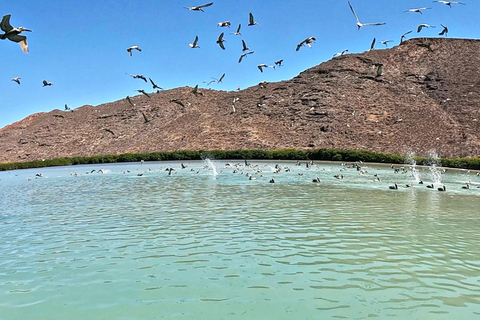 La Paz: Sea Lions & Mega-Paddleboard Tour in Espiritu Santo