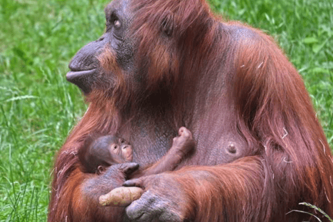 Sumatra: 3-Day Unique Jungle Experience & Exploring Wildlife