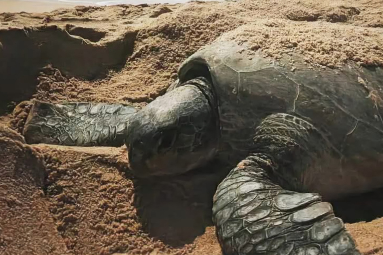 From Muscat: Ras Al Jinz Turtle Reserve Guided Tour
