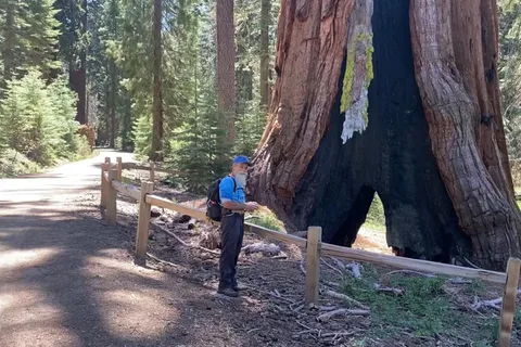 Yosemite: Mariposa Grove: Opastettu vaellus jättiläismetsäpuiden kanssa