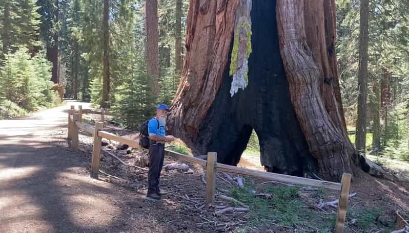 Yosemite: Mariposa Grove Guided Hike with Giant Sequoias