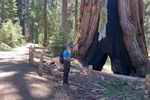 Yosemite: Mariposa Grove Geführte Wanderung mit Giant Sequoias
