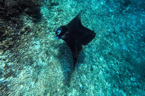 Half-Day Private Cruise: Manta, turtle point, Penga & Sunset