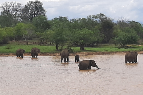 Udawalawe Safari & Transfer to Ella from Mirissa