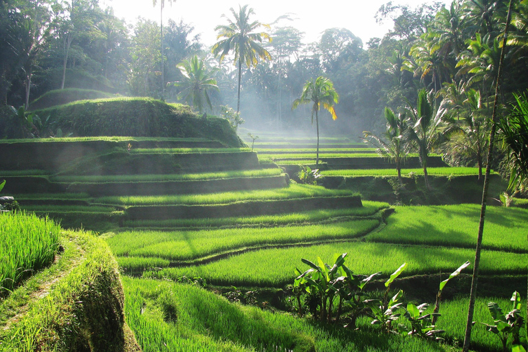 Ubud: Monkey Forest, Rice Terrace, Waterfall Private Tour Private Tour Without Entry Tickets