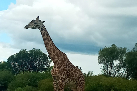 Nairobi National Park & Giraffe Centre Guided Tour