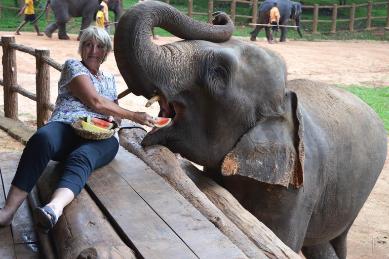 Colombo nach Kandy Transfer mit Pinnawala Elefantenwaisenhaus