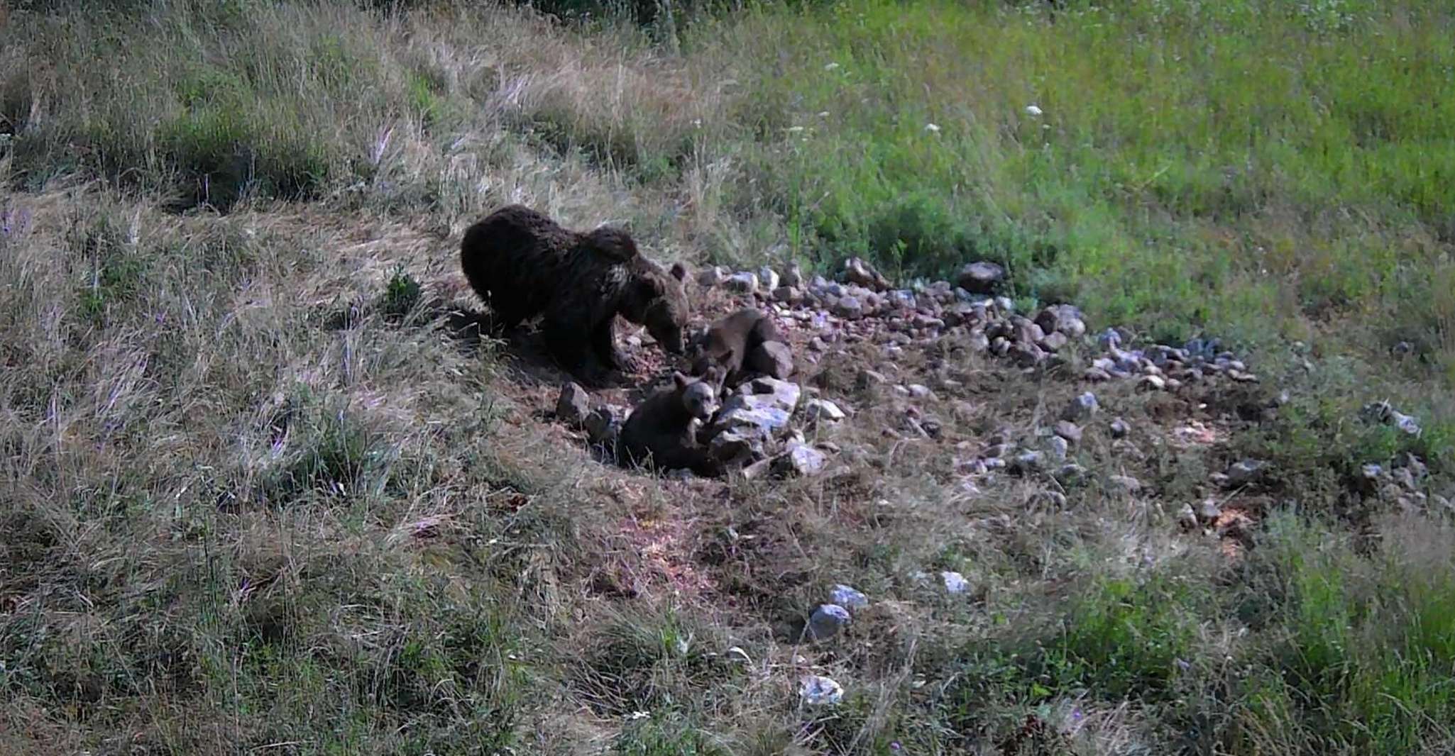 Bear Watching Slovenia - Housity