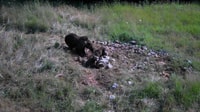Bear Watching Slovenia - Housity