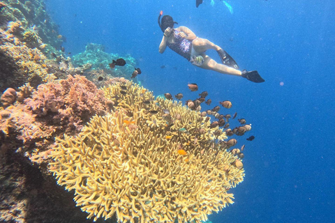 Pemuteran Bali: Menjangan Island Snorkeling Trip with Lunch