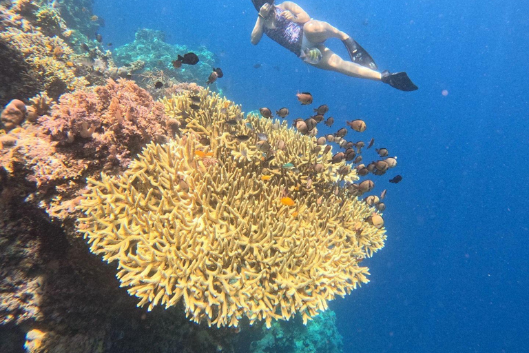 Pemuteran Bali: Menjangan Island Snorkeling Trip with Lunch