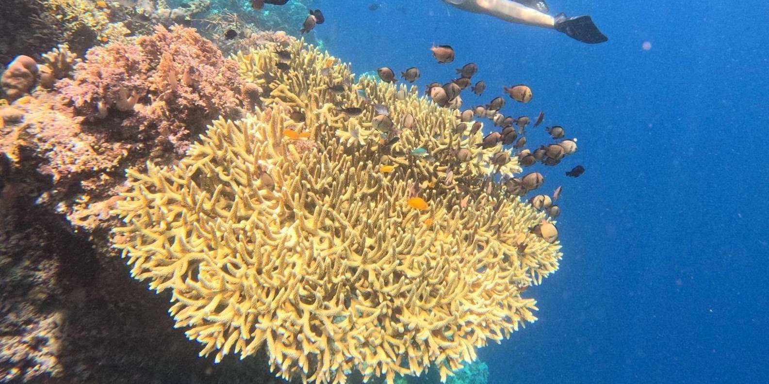 Pemuteran Bali: Menjangan Island Snorkeling Trip with Lunch