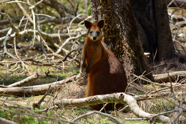 Costa de Ouro: Excursão de um dia ao Mt Tamborine Kangaroo e KoalaCangurus e vista para as montanhas