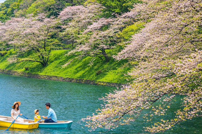 Tokyo Cherry Blossom Day Tour: Asakusa,Chidorigafuchi & Ueno 【Standard】English Guided Sightseeing Tour