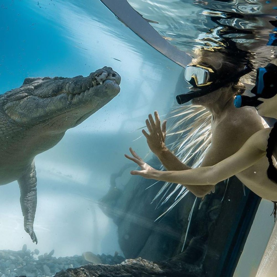 ポート ダグラス：野生動物の生息地、ワニと泳ぐ | GetYourGuide