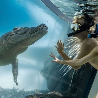 Port Douglas: Wildlife Habitat Swim with Crocodiles