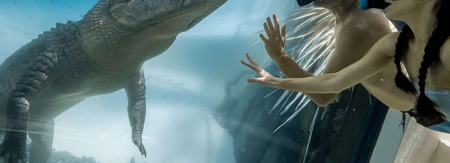 Port Douglas : Habitat faunique Nagez avec les crocodiles