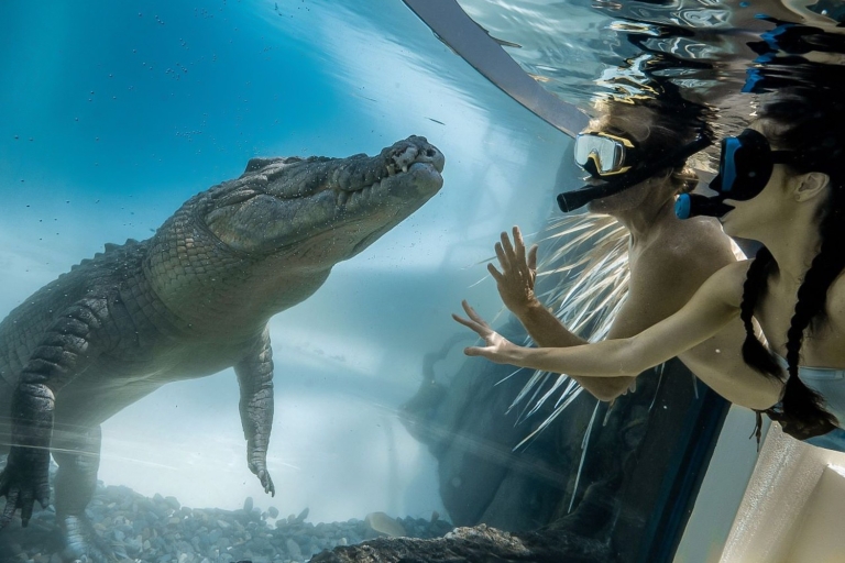 Port Douglas: nage dans l'habitat faunique avec des crocodilesnager en couple