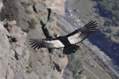 Au départ d'Arequipa : 2 jours au Canyon de Colca avec retour à ArequipaDepuis Arequipa : Circuit dans la vallée de Colca 2 jours