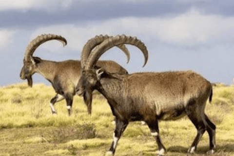 8-Day Ethiopia by Air: Blue Nile Falls, Simien & Lalibela
