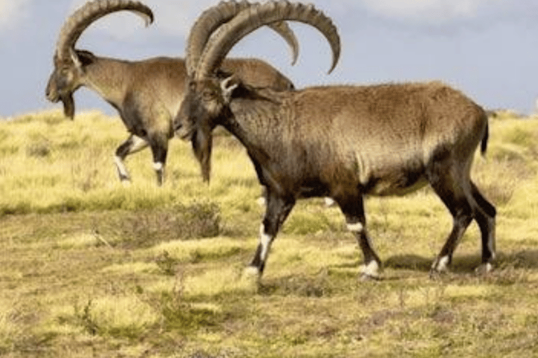 8-Day Ethiopia by Air: Blue Nile Falls, Simien & Lalibela