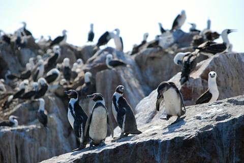 Journée entière aux Islas Ballestas