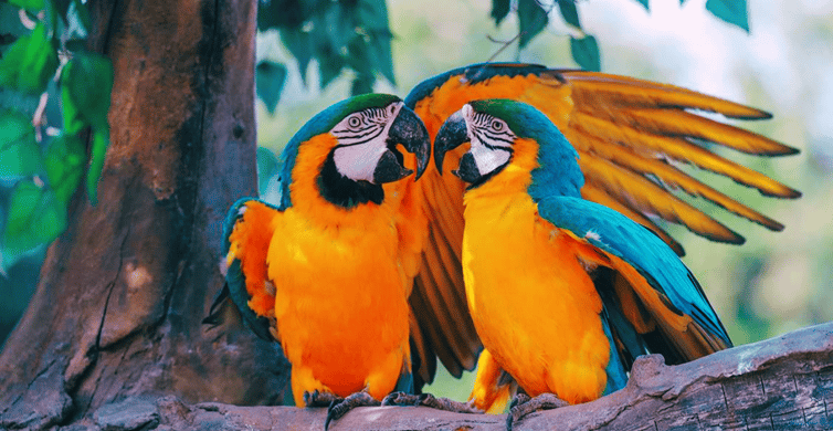 Shanghai: Wild Animal Park Ticket photo 7