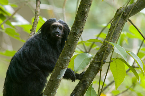 Observación del tití león negro en libertad