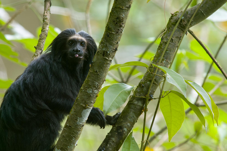 Black Lion Tamarin observation in the wild