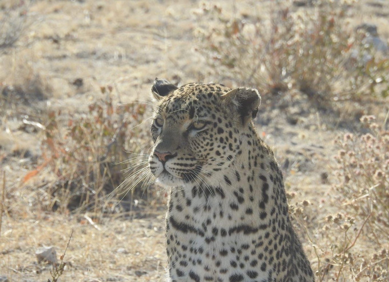 Etosha Nationalpark: Heldags eller halvdags game drive