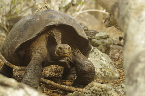 San Cristóbal: Private Surf Lesson for Beginners