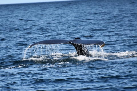 Private Tour: Hermanus Whale Watching & Penguin Colony Visit