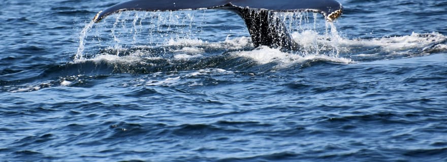 Visite privée : Observation des baleines à Hermanus et visite de la colonie de manchots