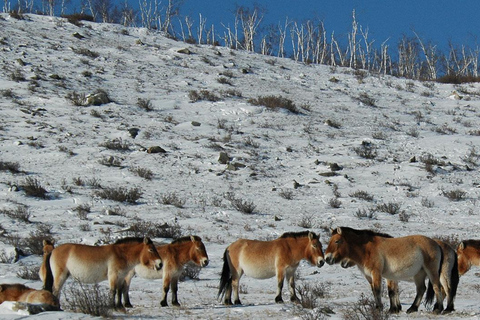 Hustai National Park Day Tour Autumn: Standard Departure
