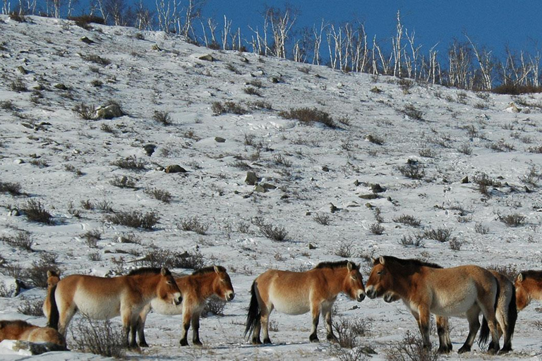 Hustai National Park Day Tour Autumn: Standard Departure