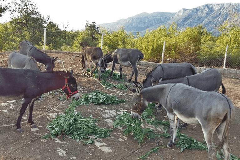 From Budva: Tour of Donkey Farm