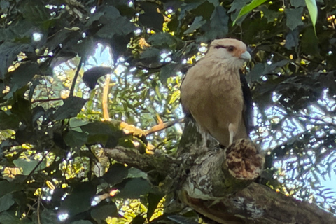 Birdwatching Tour At Poço Preto Trail