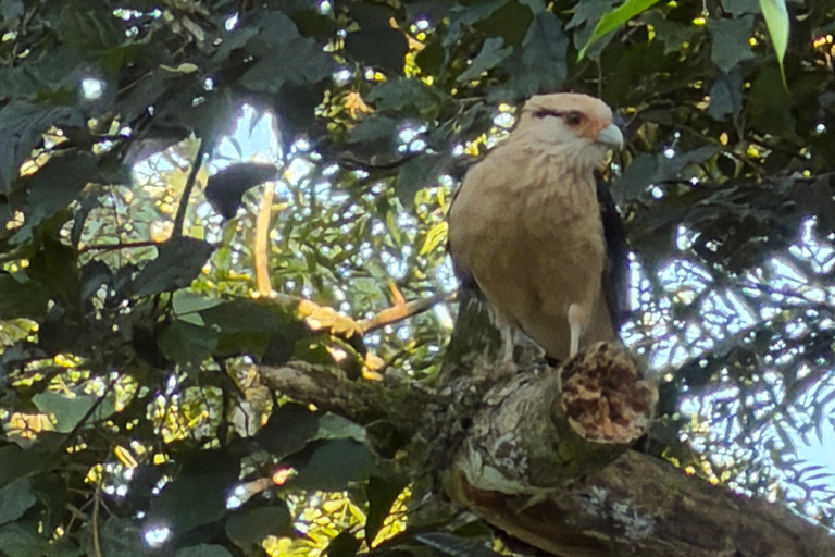 Birdwatching Tour At Poço Preto Trail