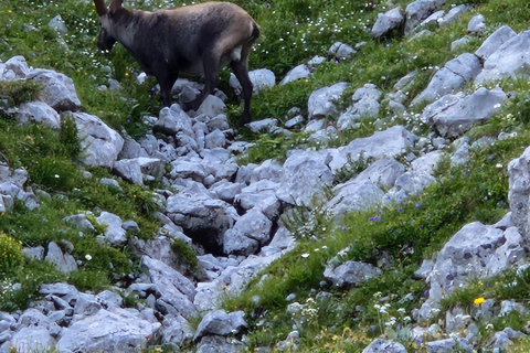 Wien: 2-tägige Alpen-Wanderung mit Tourguide und Transfer