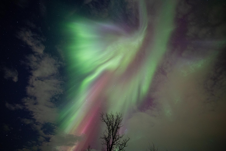 Tromsø: Nordlicht Tour mit kostenlosen professionellen Fotos