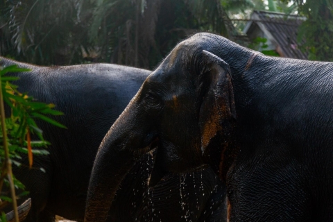 KhaoLak : Stay & Play Full day tour Elephant Mahout's Life (La vie des éléphants)