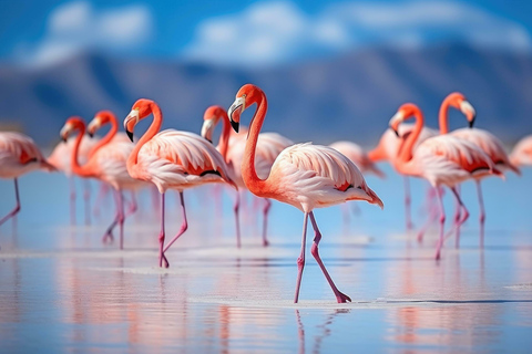 Da San Pedro de Atacama: Piana di sale di Uyuni 4 giorni