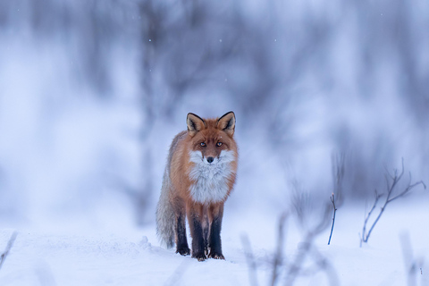 Abisko: Excursión fotográfica con un fotógrafo profesionalAbisko: Excursión fotográfica/excursión con raquetas de nieve y fotógrafo