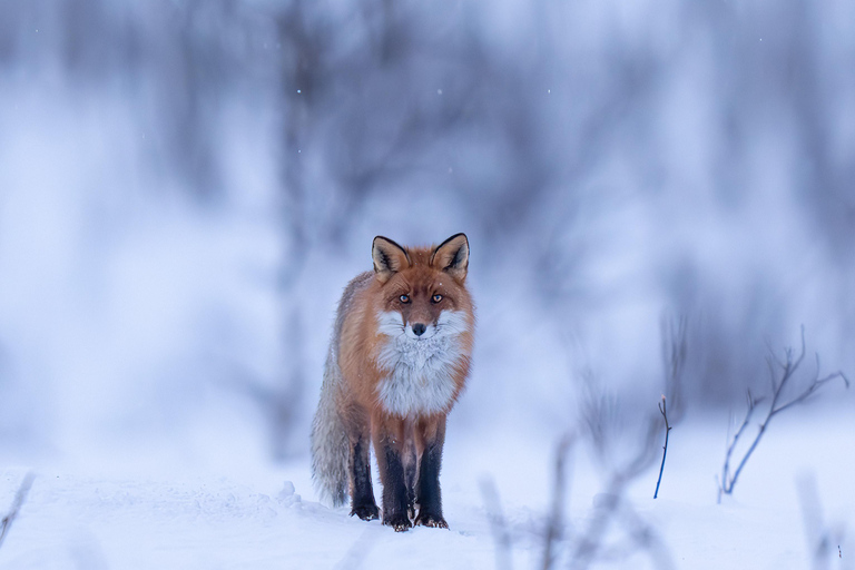 Abisko: Photo Hike with Professional Photographer Abisko: Photo Hike/Snowshoe Hike with Photographer