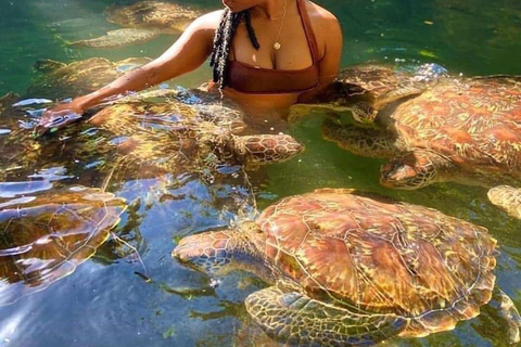 Swimming with Turtles at the Natural Aquarium