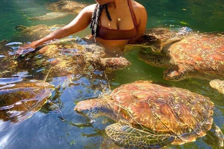 L&#039;aquarium de Nungwi nage avec les tortues de mer