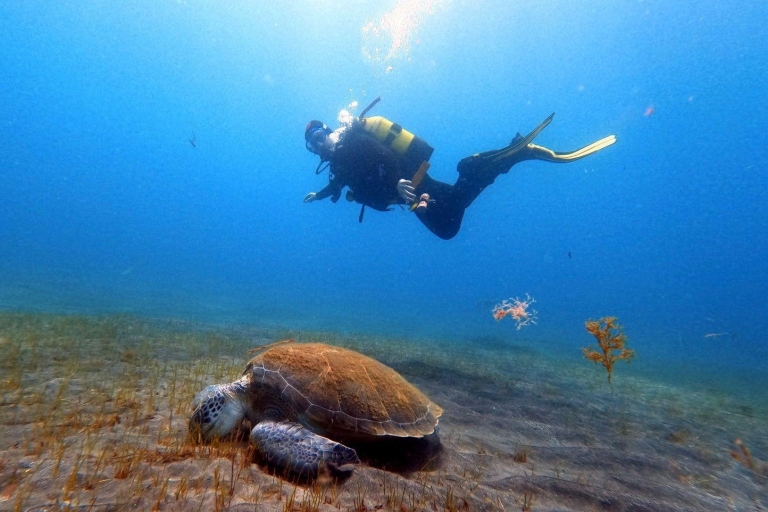 Discover scuba diving in Tenerife! The best experience!