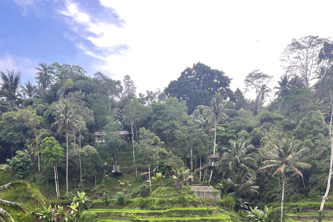 Full Day Tour To Ubud Included Ticket
