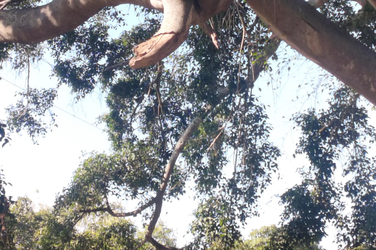 Bangalore: Budget Friendly City Tour pickup/lunch